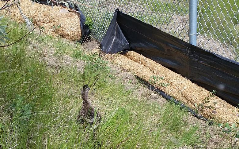 The Mallard and her ducklings making their way down to the river after project staff cleared a safe route out for them.
