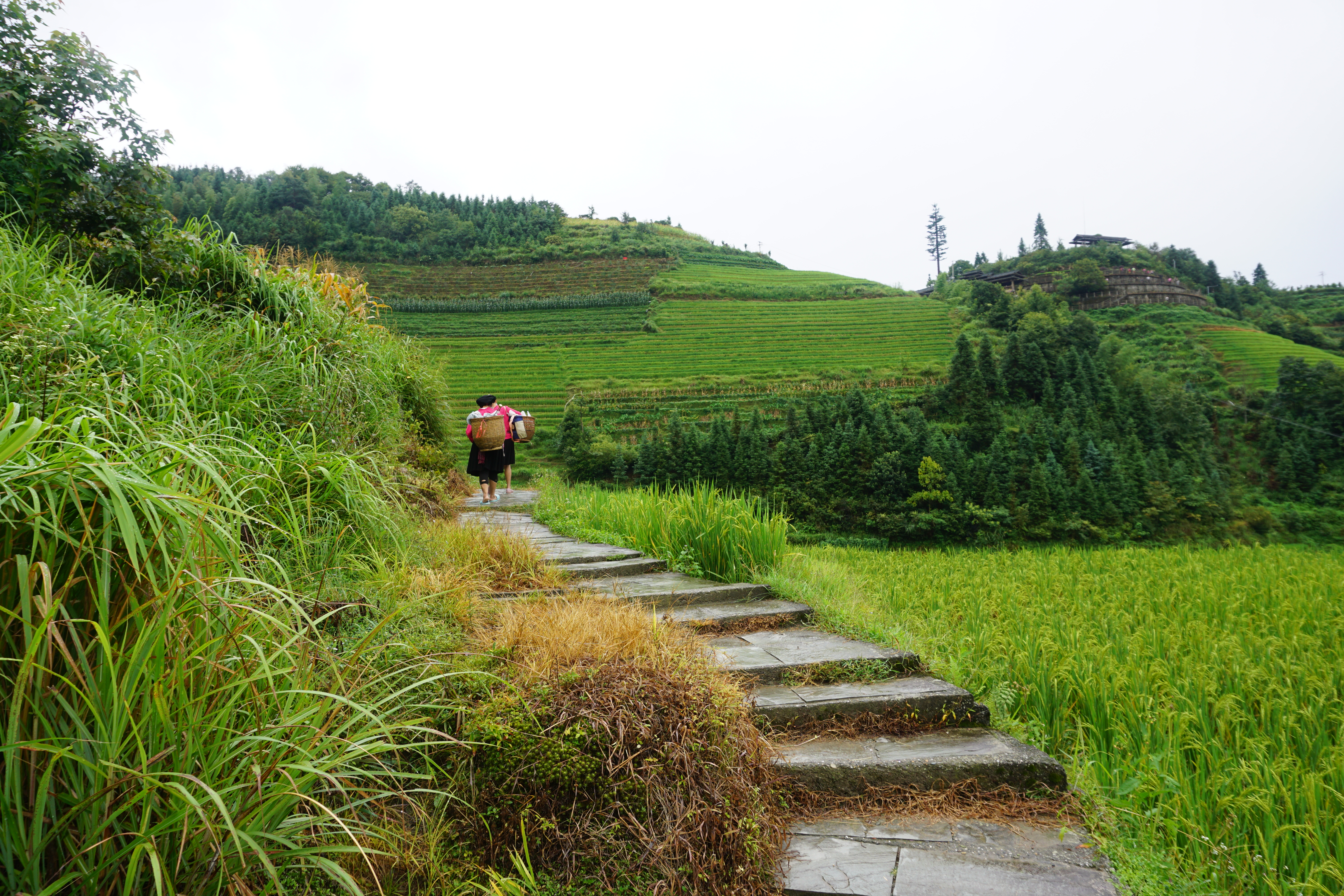 The Ladies of the Rice Field