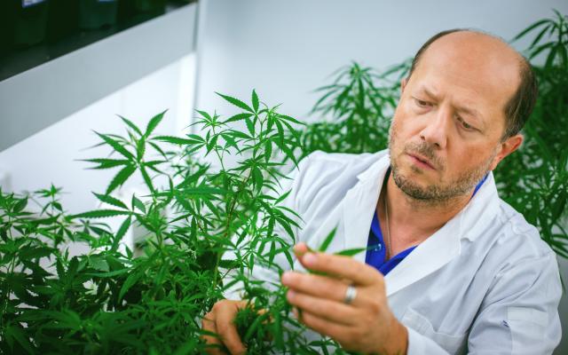 Igor Kovalchuk with cannabis plant