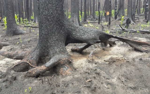 Tree burned by wildfire