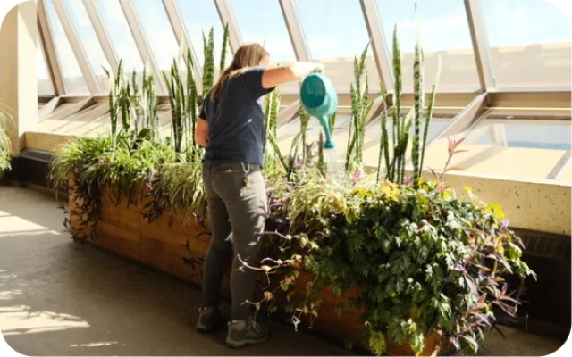 U of L employee watering plants