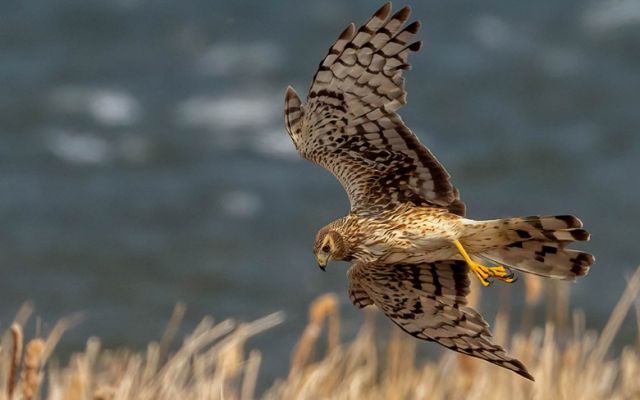 Northern harrier