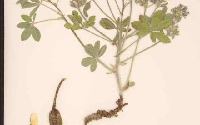 Pediomelum esculentum