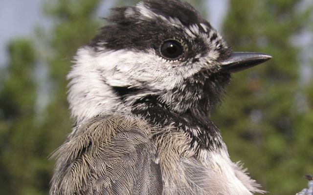 Mountain Chickadee