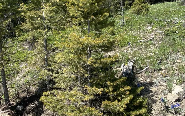 Field photo