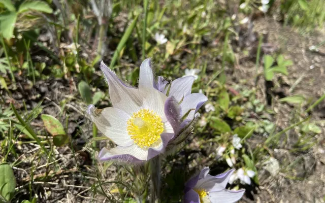 Field photo