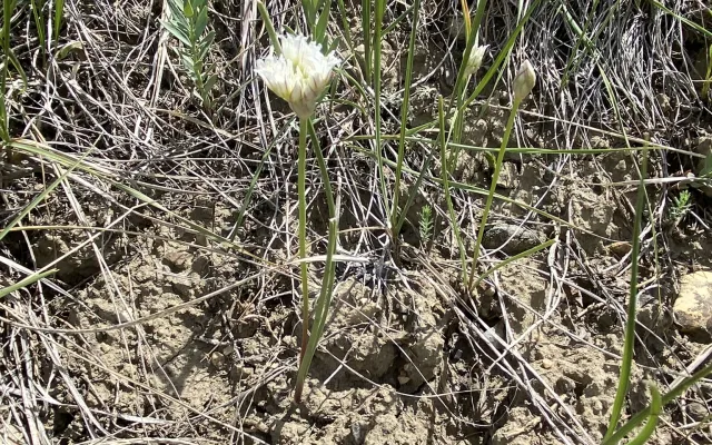 Field photo