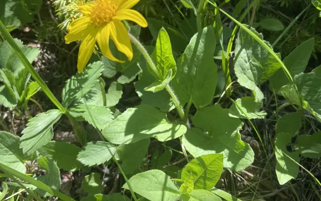Field photo