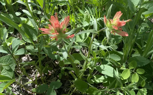 Field photo