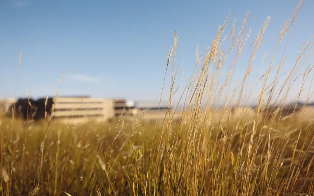 Native-Prairie-Grass