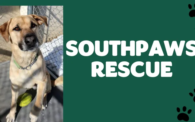 Presentation slide with SouthPaws Rescue and an image of a dog