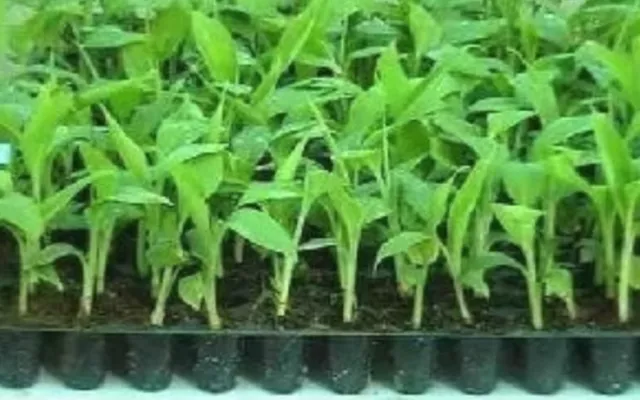 Plants for shipping