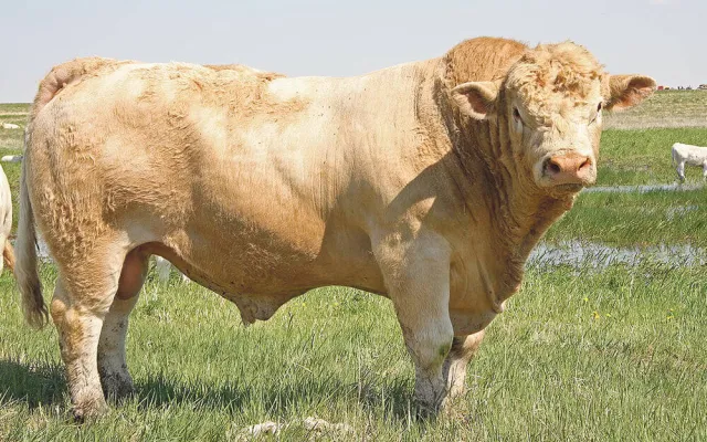 New research sheds light on infertility in bulls