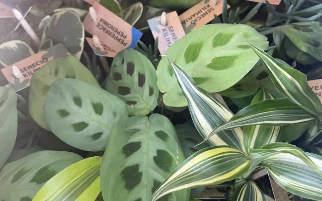 Plants 