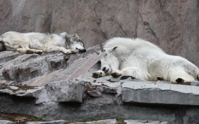 animals laying on a cliff ledge