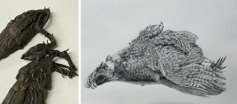 Images: (left) Kiara Pike, bird corpse (Bronze), detail, bronze, 10 x 9 x 1 inches, 2025; (right) Julia Hartigan, Taxidermy Studies, ink on cotton rag paper, 22 x 30 inches, 2025. Photo on the left is a bronze sculpture of bird wings and photo on the right is an ink drawing of a taxidermy pheasant laying on it's back.
