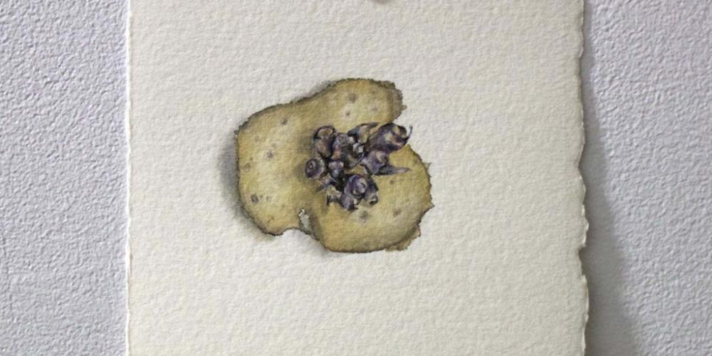 Leah Koutroumanos, Potato Eyes 1 of 3 (2020)