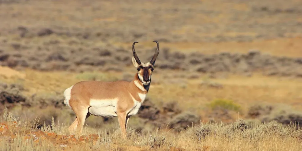 Pronghorn