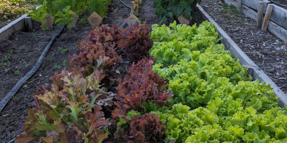 Campus Roots garden plot containing red and green lettuce, yellow and green beans, and carrots.