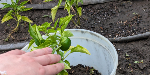 Green pepper plant in Campus Roots Garden plot. 