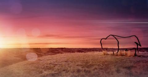 Bison sculpture on ULethbridge campus at sunrise Buffalo Sunset