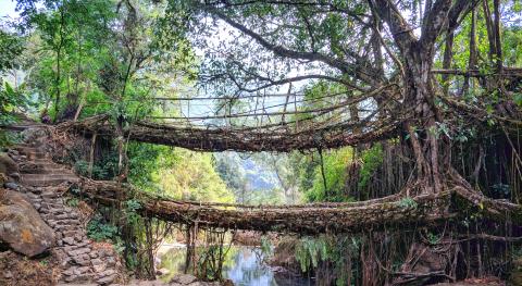 Living with Nature