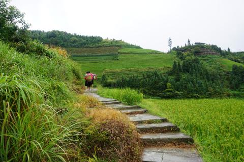 The Ladies of the Rice Field