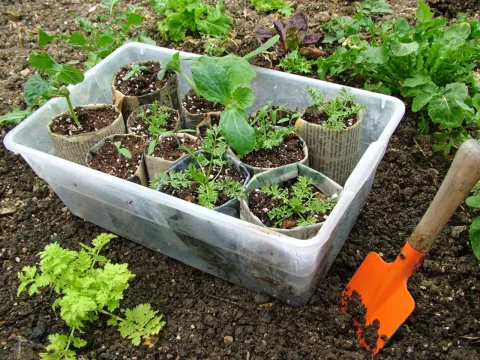 Image / HGTV How to Use Seed Starting Containers