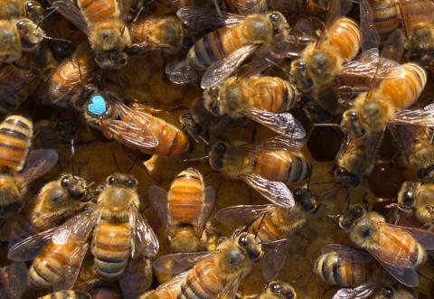 A queen bee amongst her colony of honey bees