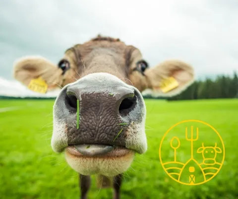 Close up of a cow face