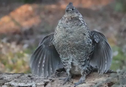 Southwestern Ruffed Grouse Southwestern Ruffed Grouse