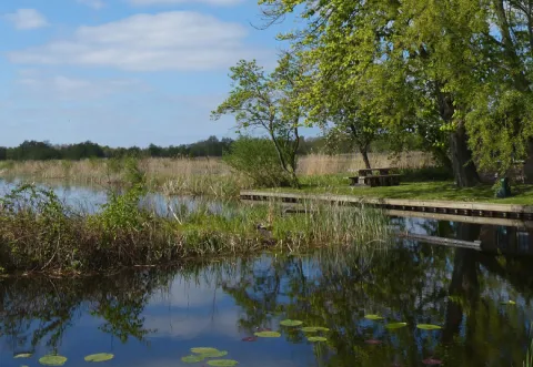 Pond and trees