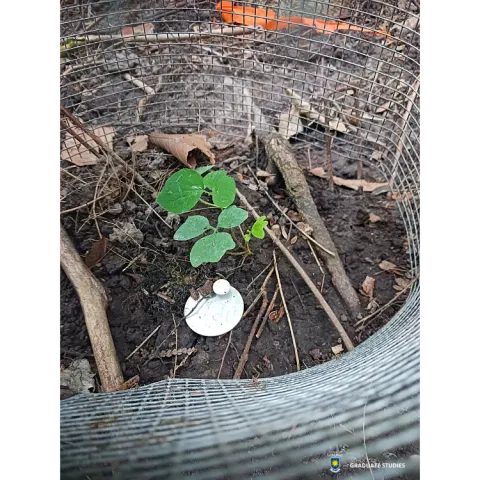 Seedlings for Conservation