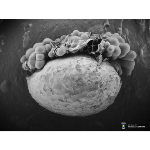 Exploding elaiosome!