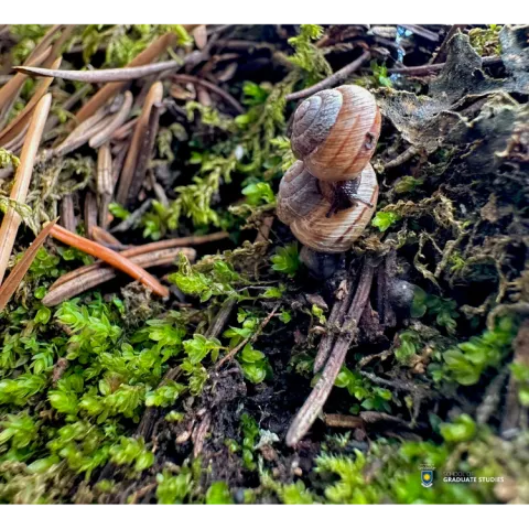 Snails in Full Spring