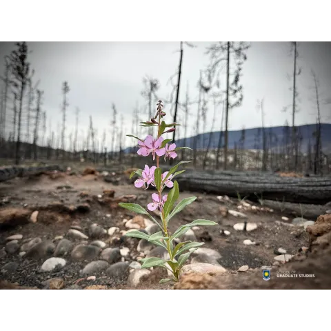 Fireweed Phoenix 