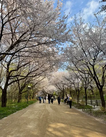 Cherry blossoms