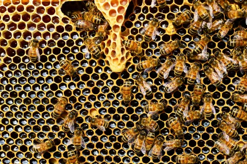 Honey bee virus
