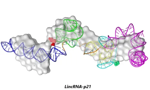 LincRNA-p21