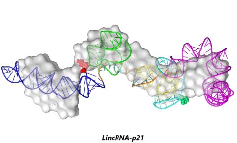 LincRNA-p21 LincRNA-p21