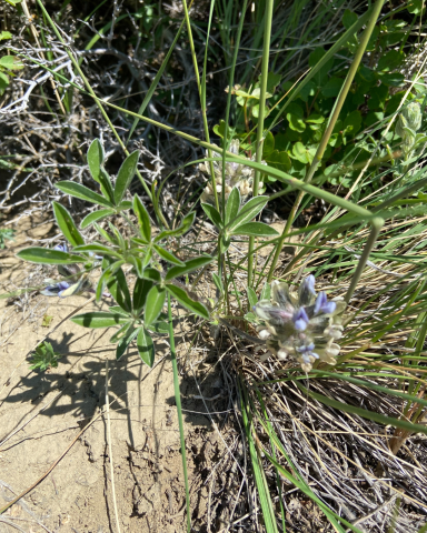 Pediomelum esculentum - Field picture