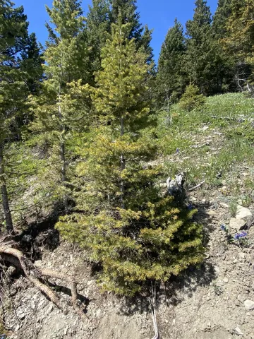 Field photo