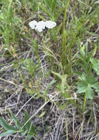 Field photo