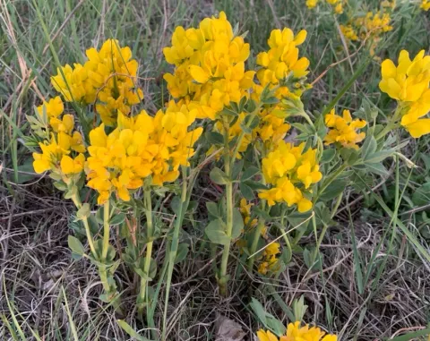 Field photo
