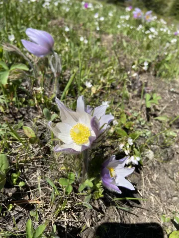 Field photo