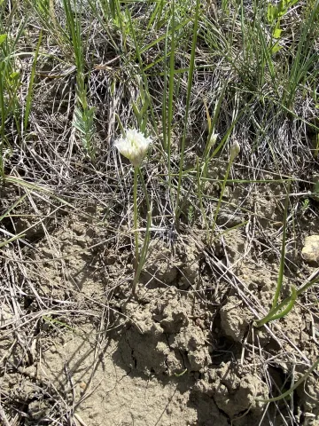 Field photo