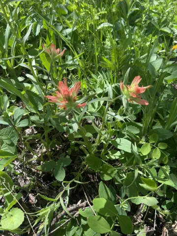Field photo