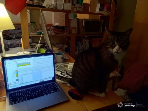 A Feline Companion in Learning Mapudungun Online