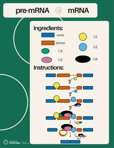 A Recipe for Success: How to Cook the Correct Code