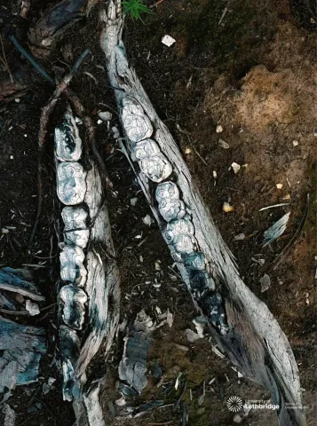 A Burnt Jawbone and a Bright Green Beacon